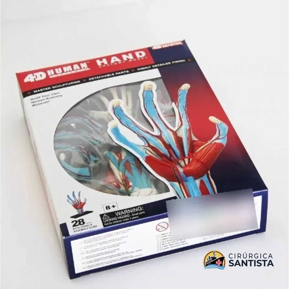 Modelo Anatômico da Mão - 4D MASTER - foto 2