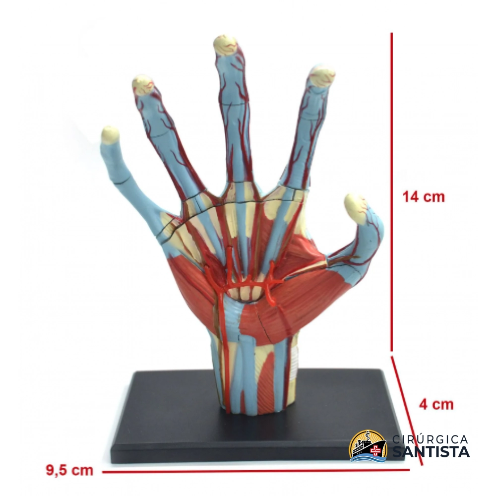 Modelo Anatômico da Mão - 4D MASTER - foto 3