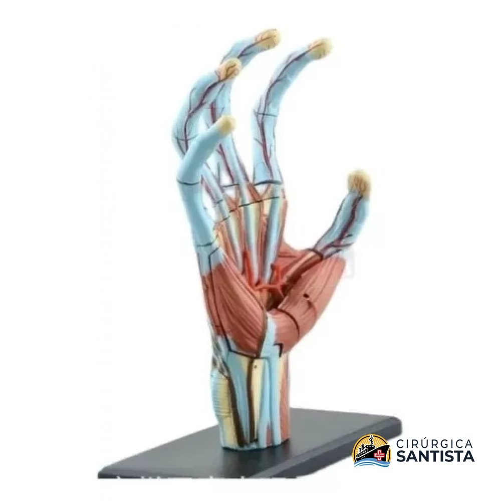 Modelo Anatômico da Mão - 4D MASTER - foto 4