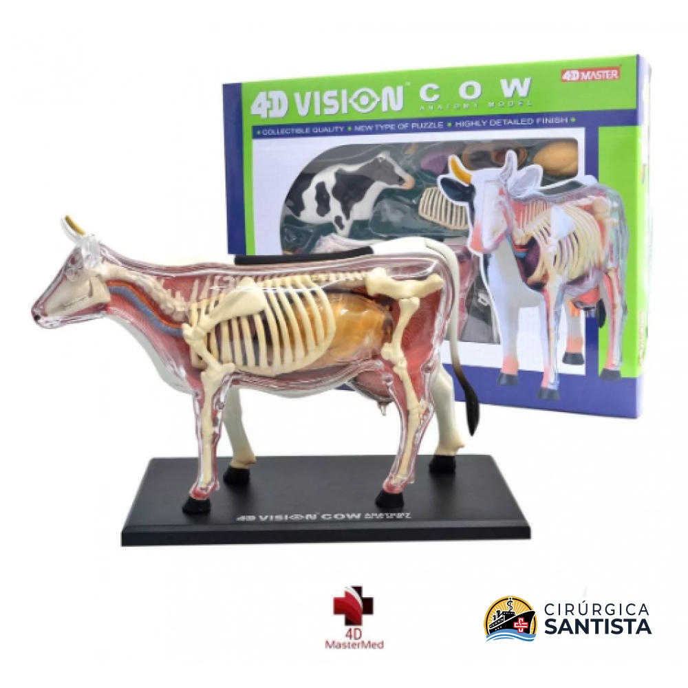 Modelo Anatômico da Vaca - 4D MASTER