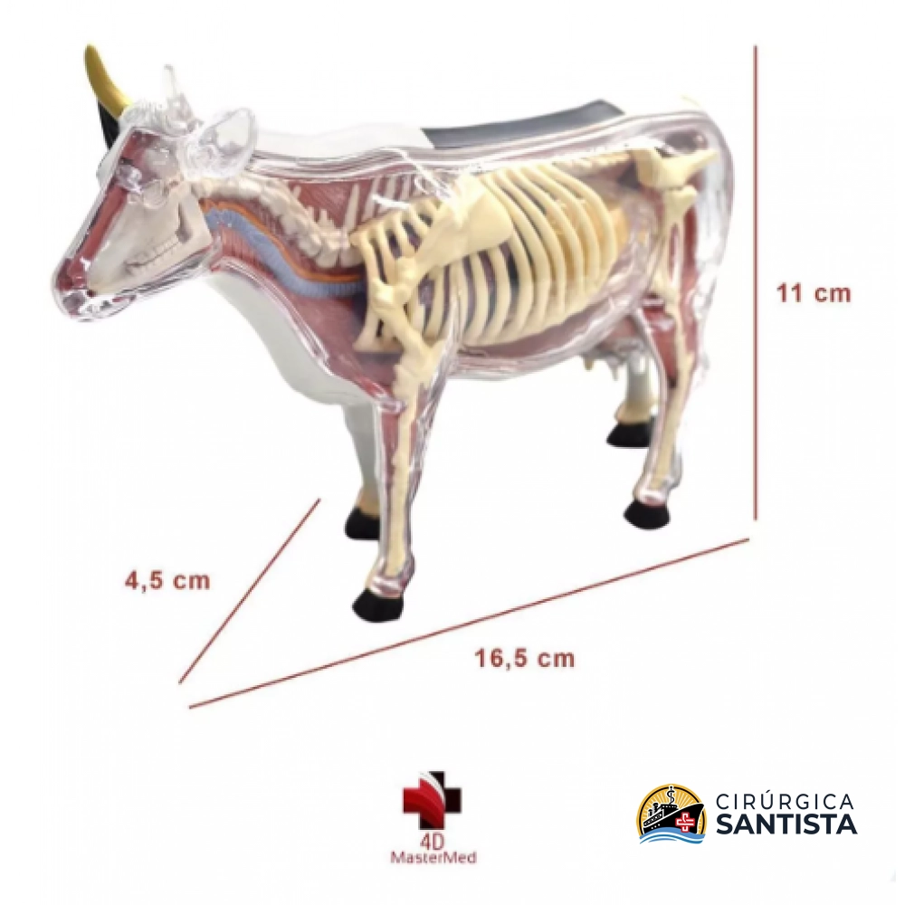 Modelo Anatômico da Vaca - 4D MASTER - foto 2