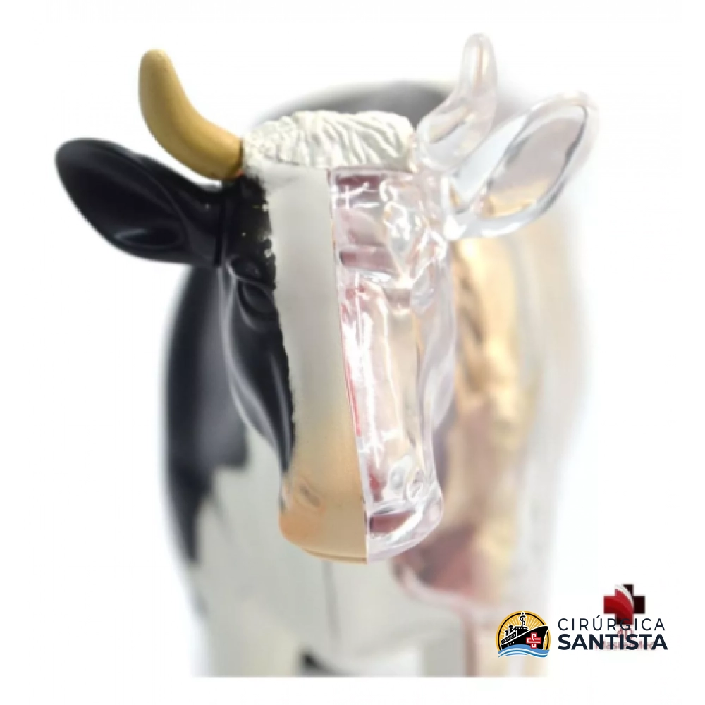 Modelo Anatômico da Vaca - 4D MASTER - foto 3