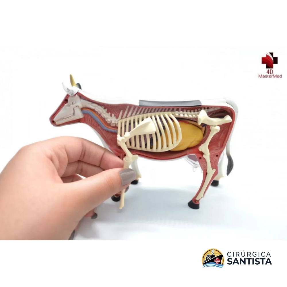 Modelo Anatômico da Vaca - 4D MASTER - foto 4