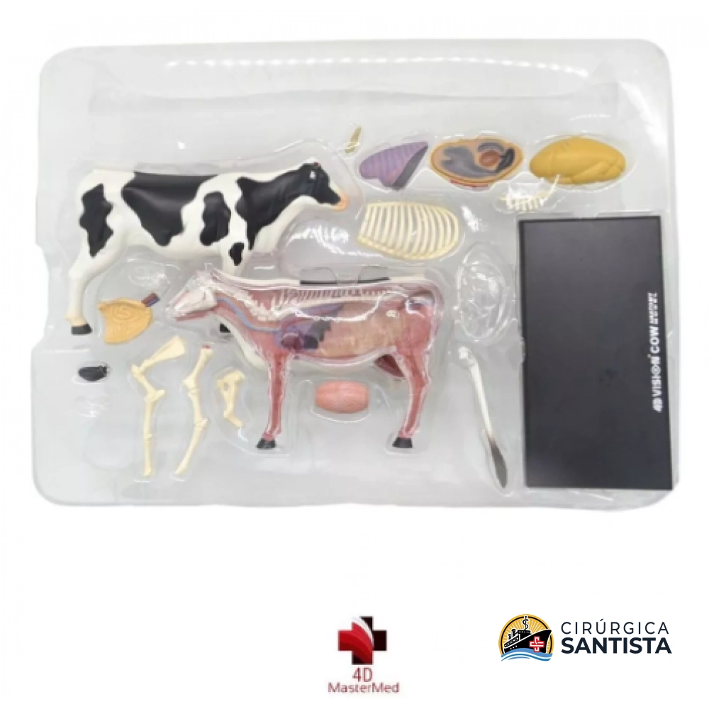 Modelo Anatômico da Vaca - 4D MASTER - foto 5