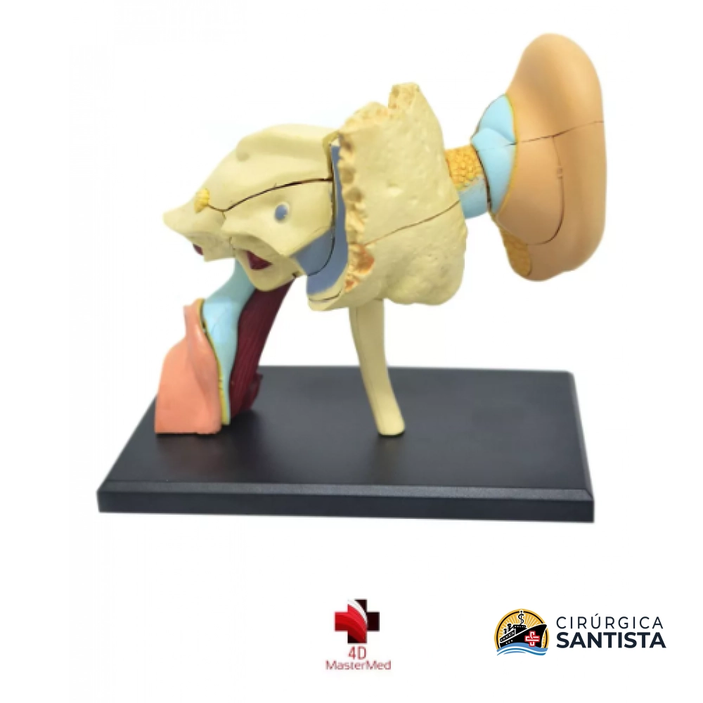 Modelo Anatômico do Aparelho Auditivo - 4D MASTER - foto 2