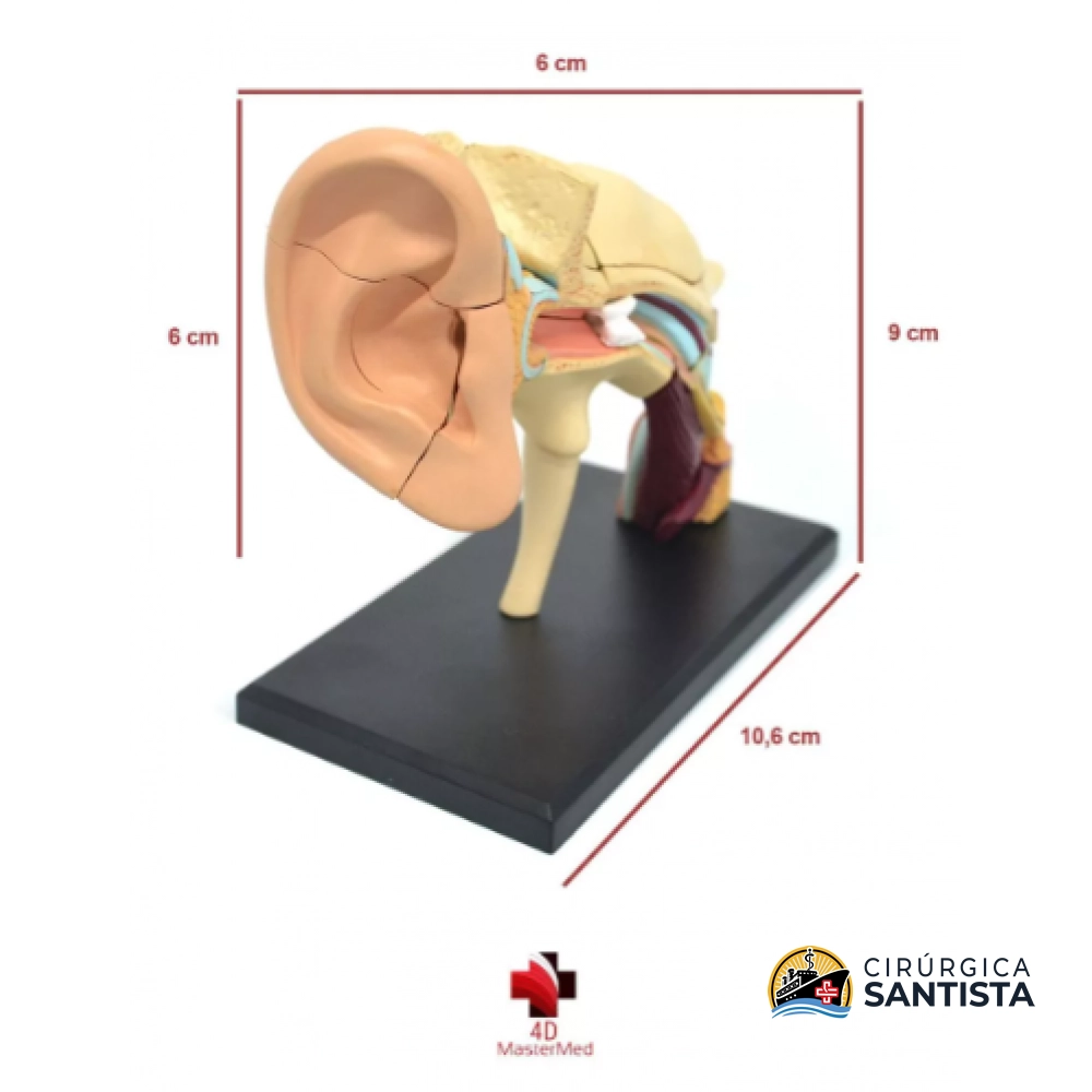 Modelo Anatômico do Aparelho Auditivo - 4D MASTER - foto 3