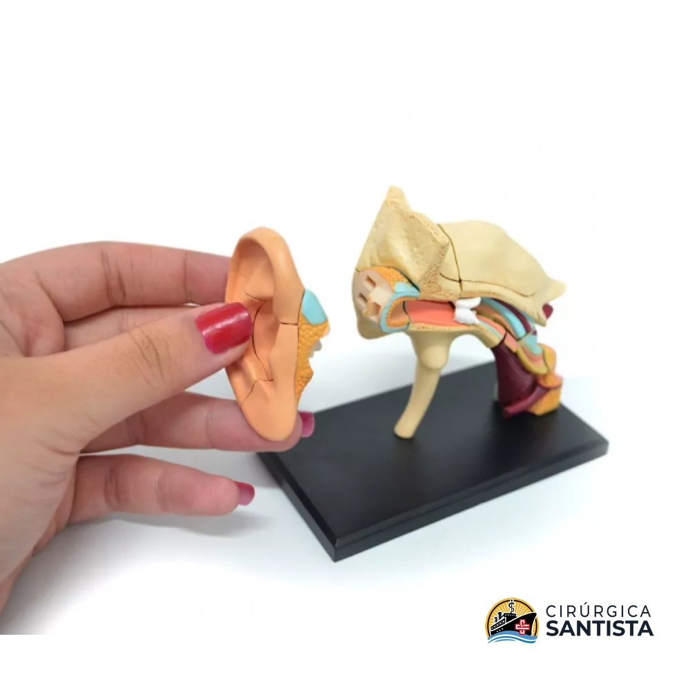 Modelo Anatômico do Aparelho Auditivo - 4D MASTER - foto 4