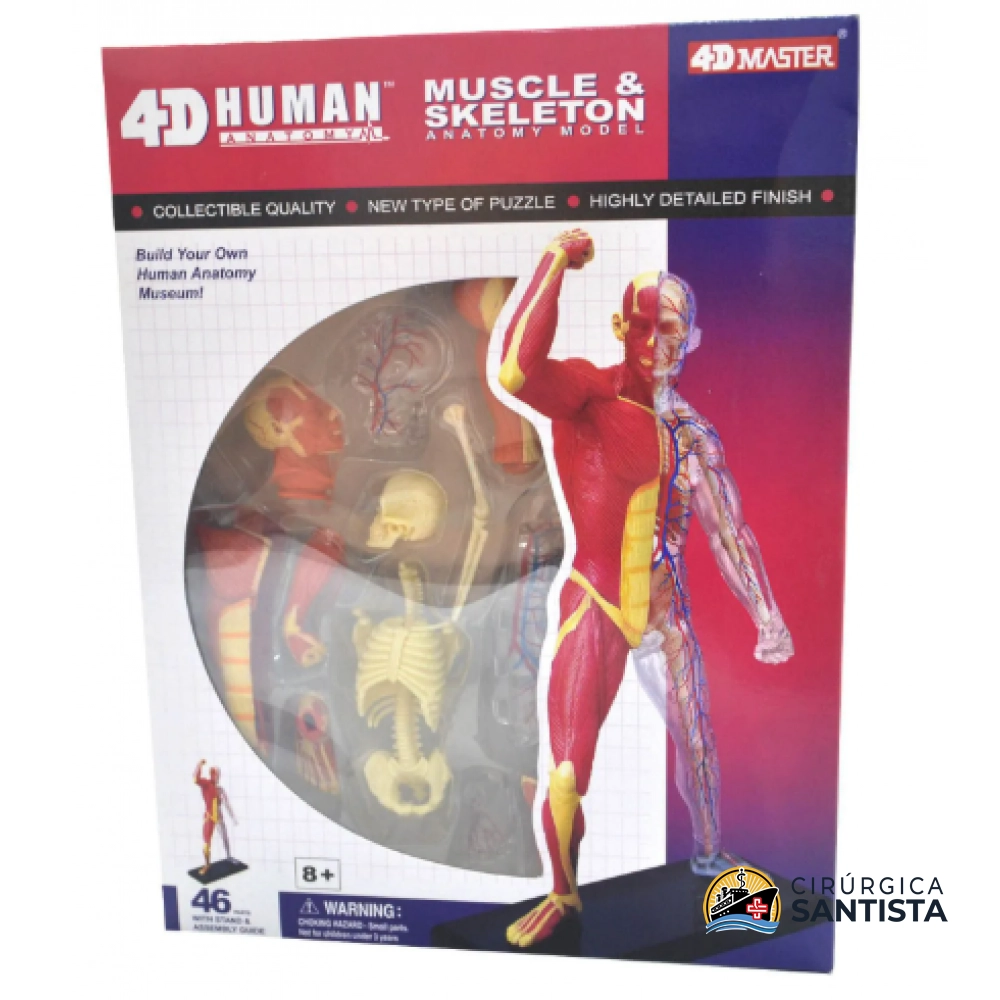 Modelo Anatômico do Esqueleto com Músculos - 4D MASTER