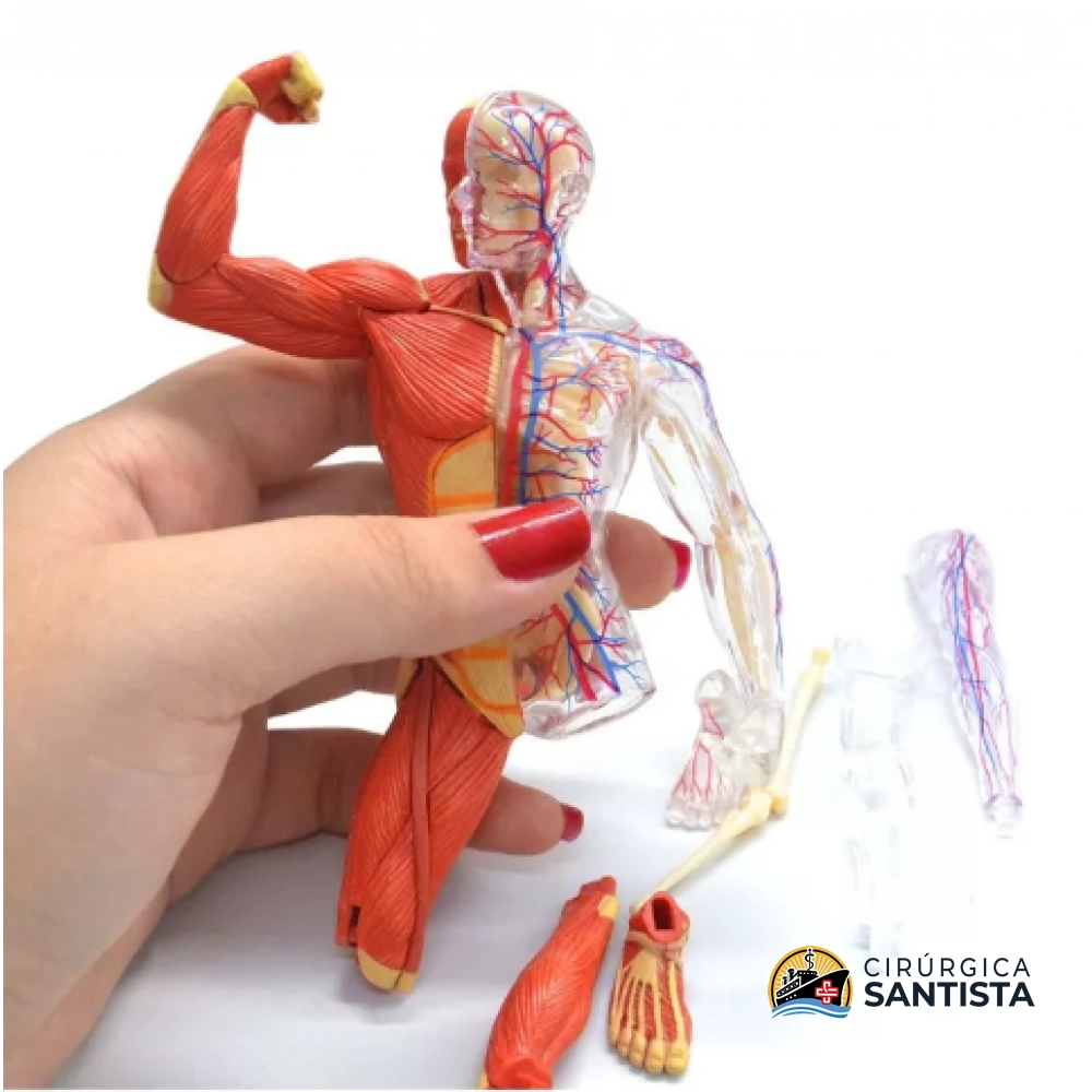 Modelo Anatômico do Esqueleto com Músculos - 4D MASTER - foto 3