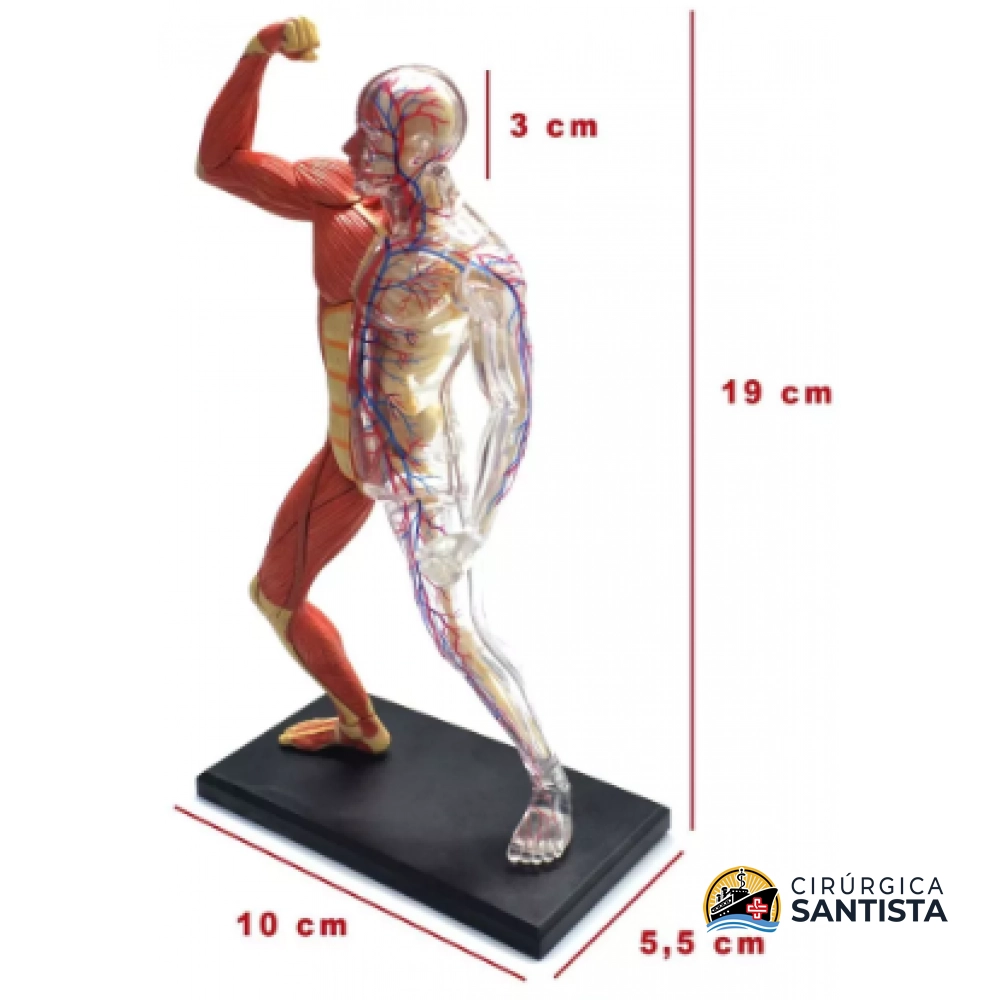 Modelo Anatômico do Esqueleto com Músculos - 4D MASTER - foto 5