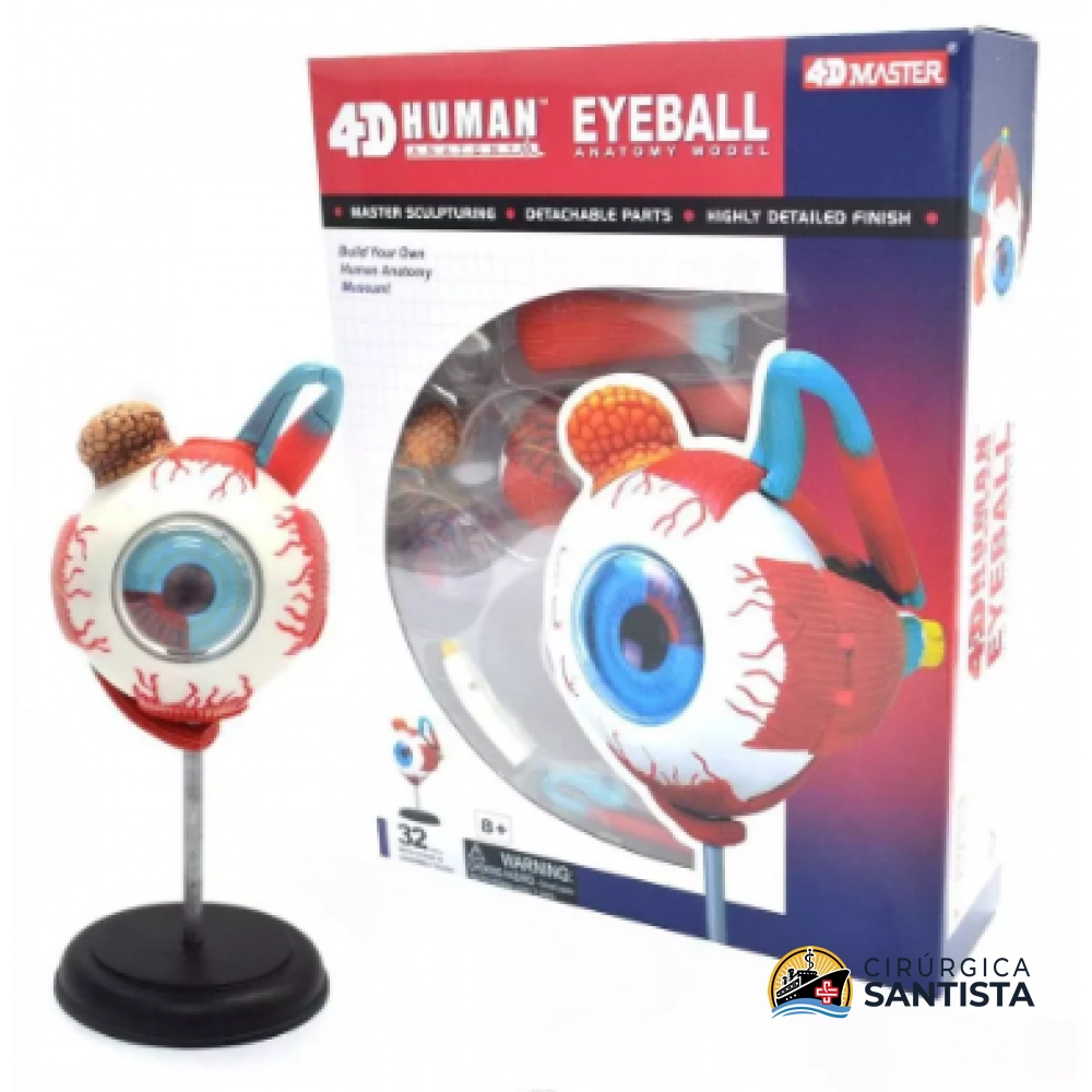 Modelo Anatômico do Globo Ocular - 4D MASTER