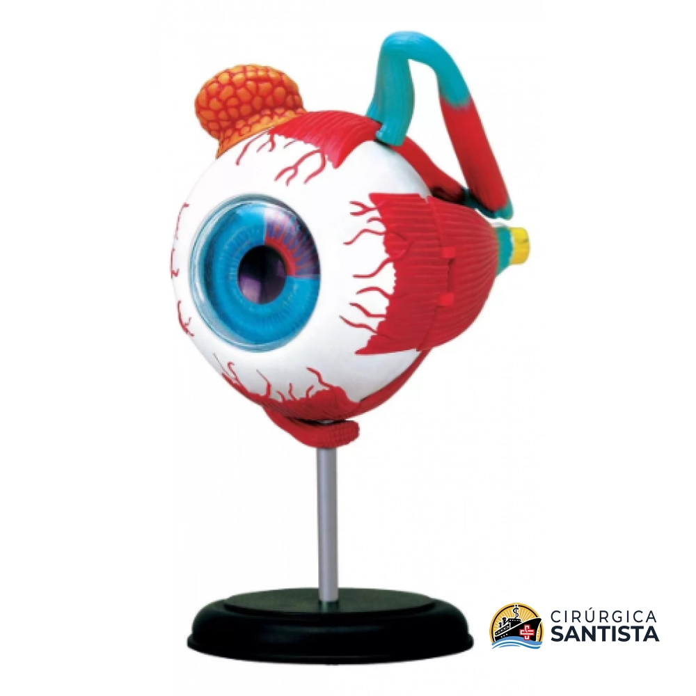 Modelo Anatômico do Globo Ocular - 4D MASTER - foto 2