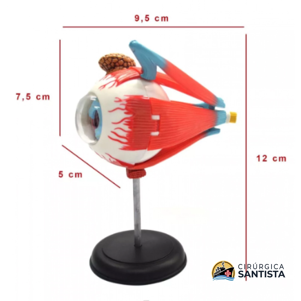 Modelo Anatômico do Globo Ocular - 4D MASTER - foto 3