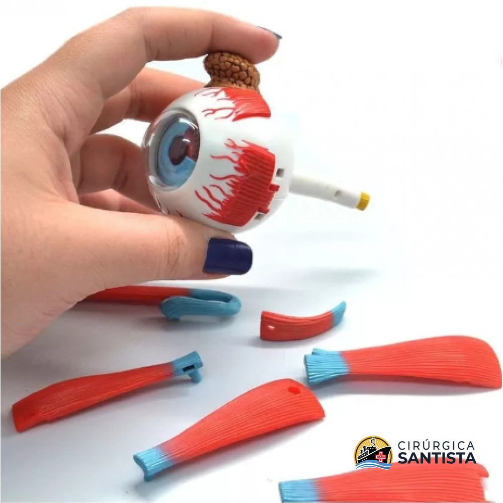 Modelo Anatômico do Globo Ocular - 4D MASTER - foto 4