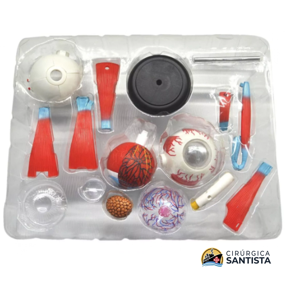 Modelo Anatômico do Globo Ocular - 4D MASTER - foto 5