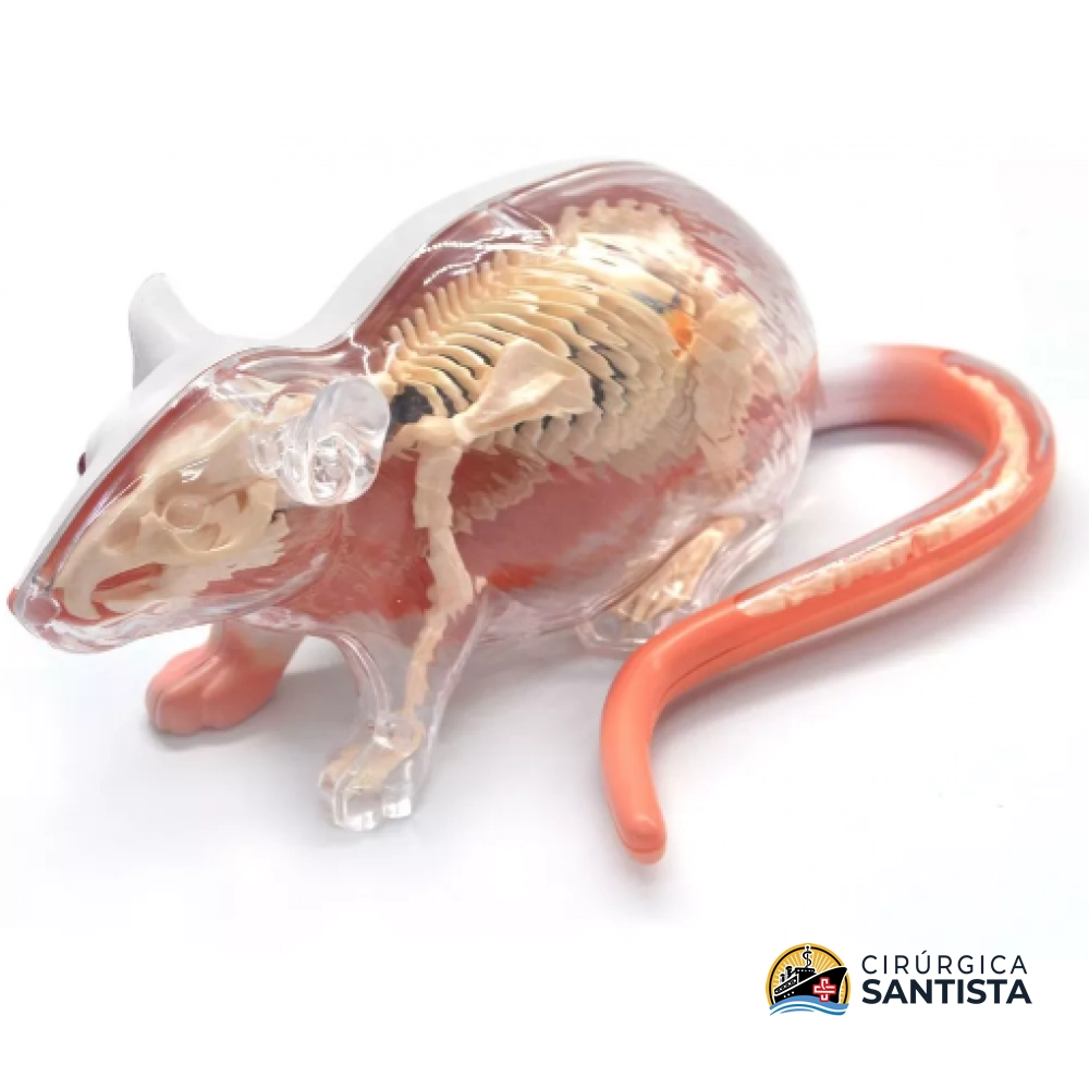 Modelo Anatômico do Rato - 4D MASTER - foto 2