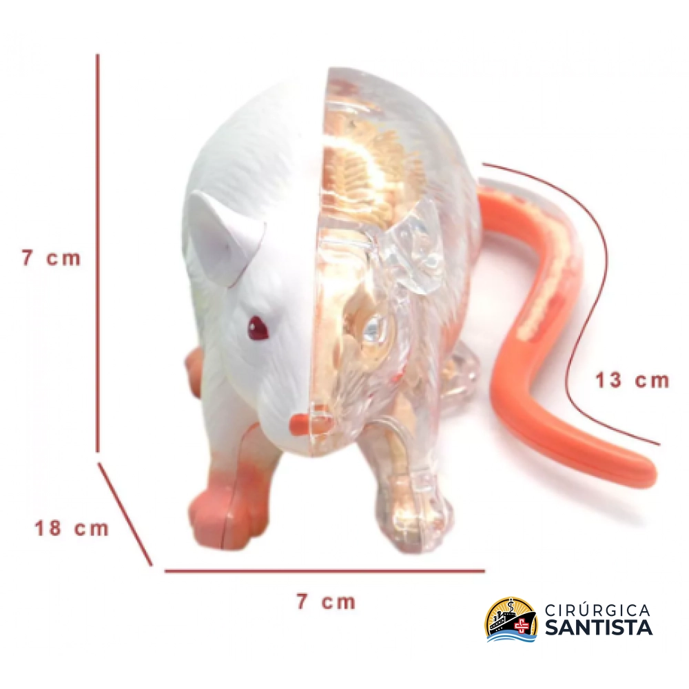 Modelo Anatômico do Rato - 4D MASTER - foto 3