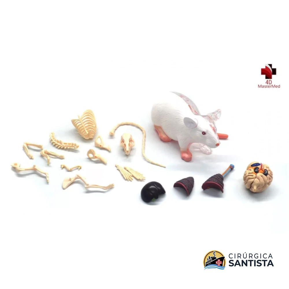 Modelo Anatômico do Rato - 4D MASTER - foto 5