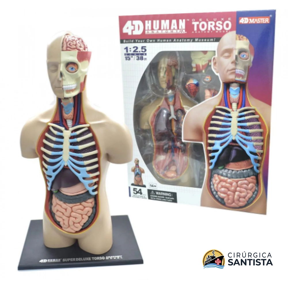 Modelo Anatômico Torso Deluxe - 4D MASTER