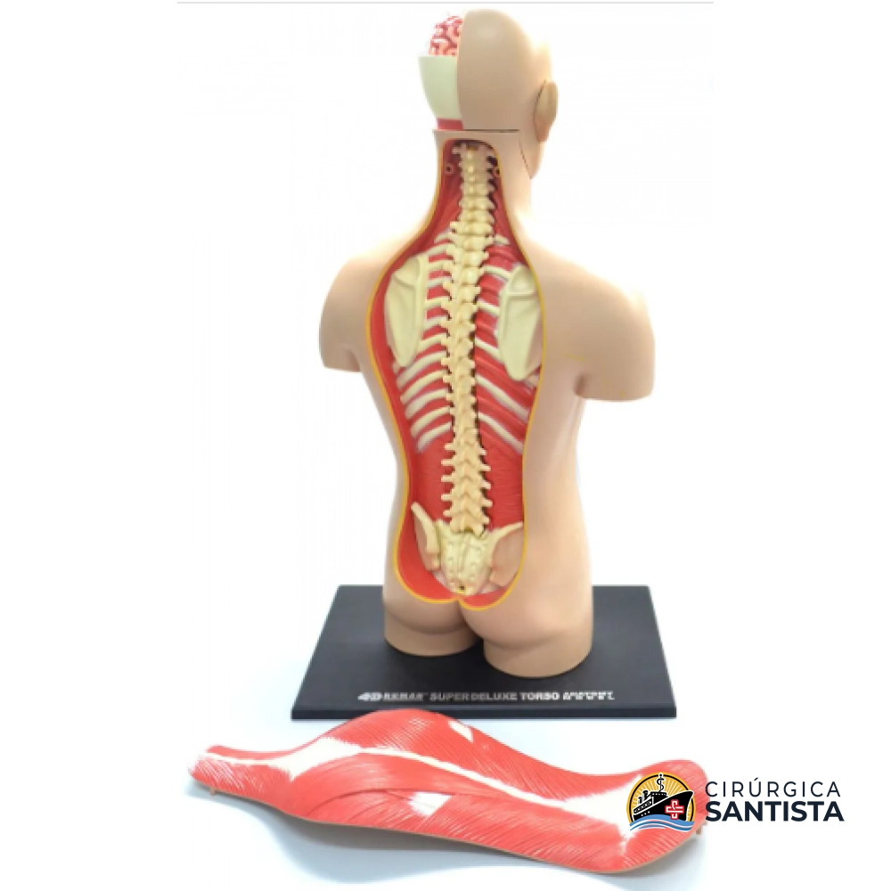 Modelo Anatômico Torso Deluxe - 4D MASTER - foto 2