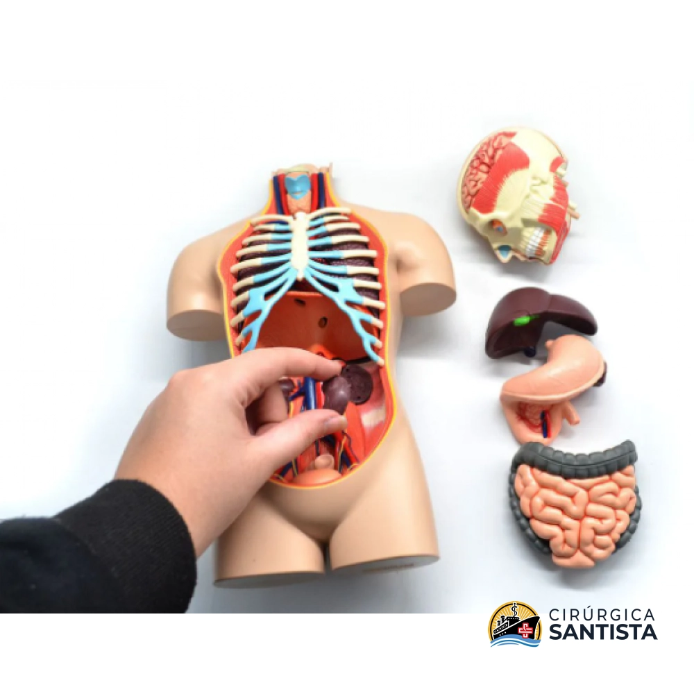 Modelo Anatômico Torso Deluxe - 4D MASTER - foto 3