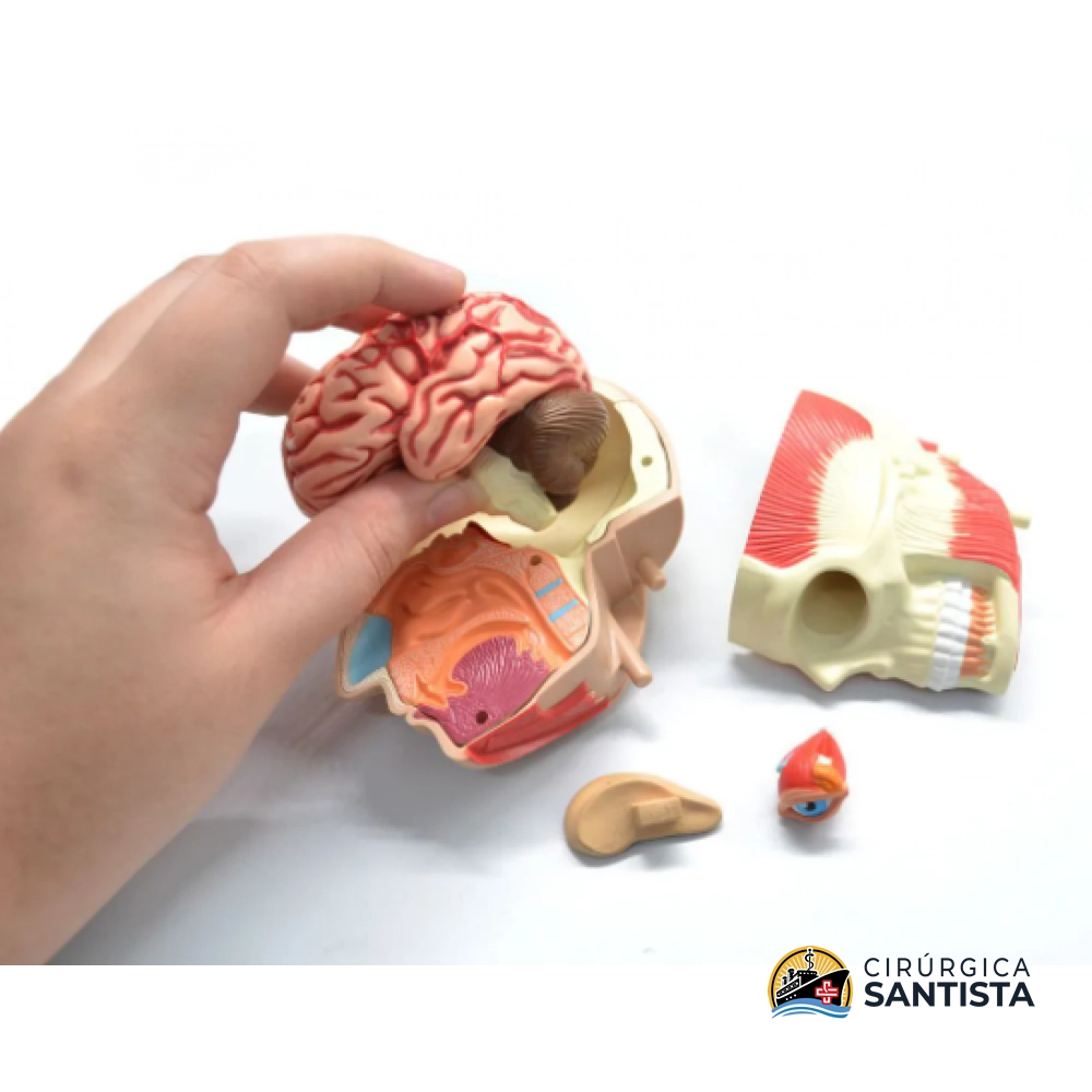Modelo Anatômico Torso Deluxe - 4D MASTER - foto 4