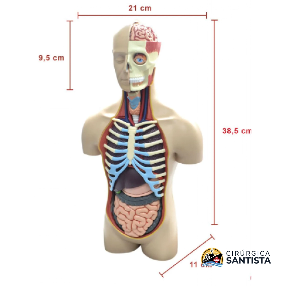 Modelo Anatômico Torso Deluxe - 4D MASTER - foto 5