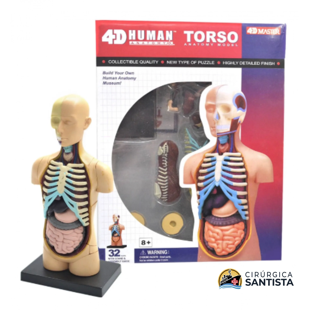 Modelo Anatômico do Torso - 4D MASTER