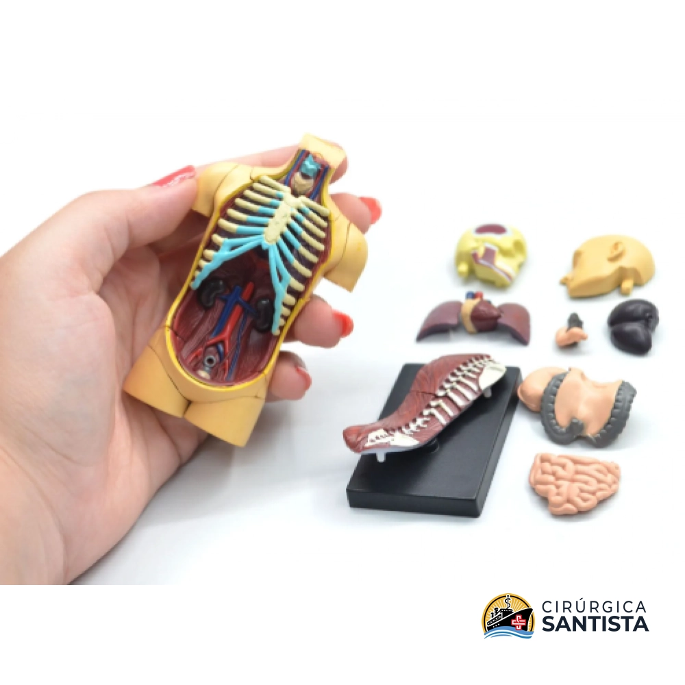 Modelo Anatômico do Torso - 4D MASTER - foto 2