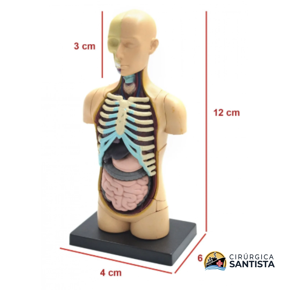 Modelo Anatômico do Torso - 4D MASTER - foto 3