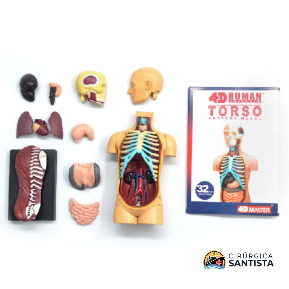 Modelo Anatômico do Torso - 4D MASTER - foto 4