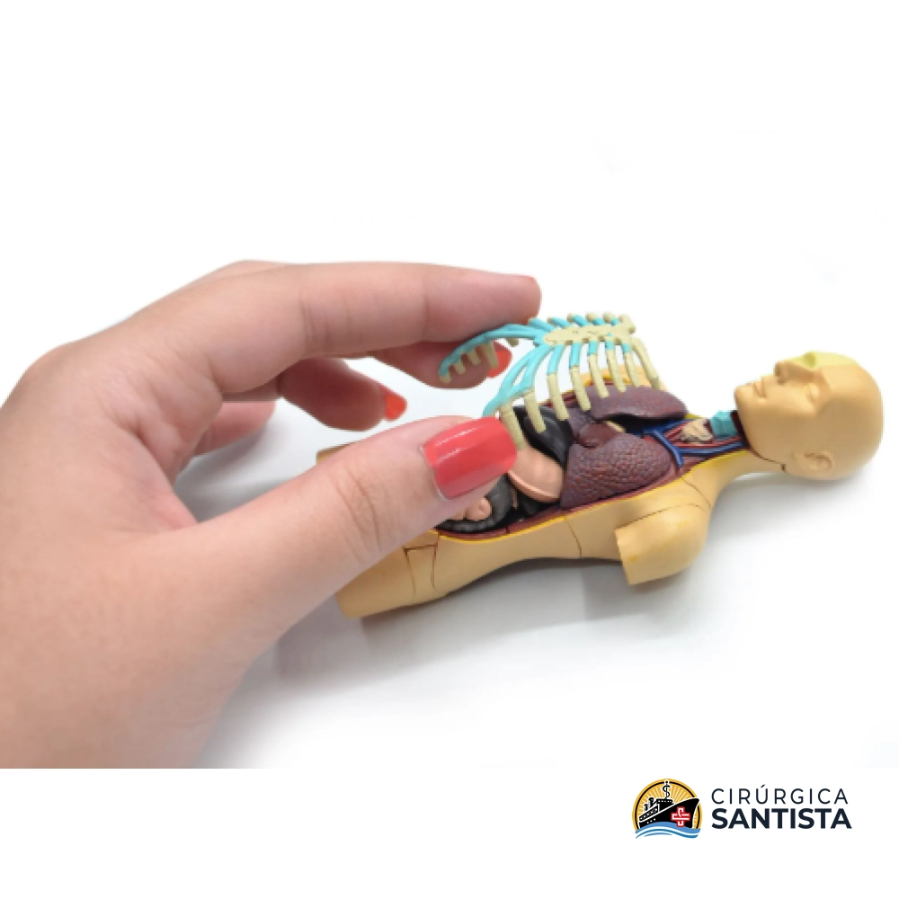 Modelo Anatômico do Torso - 4D MASTER - foto 5